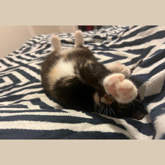 Photo of Lemon