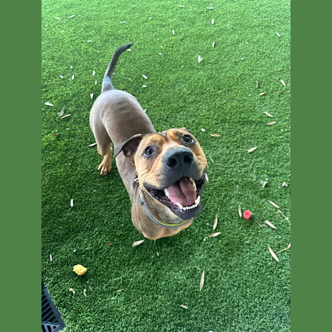 Photo of Rosco