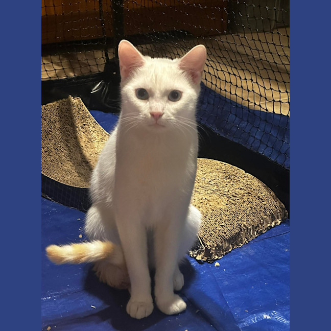 Photo of Blanco