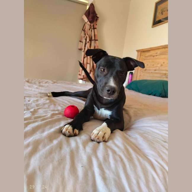 Photo of Dallas