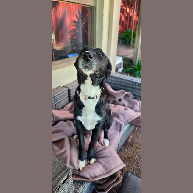 Photo of Luna