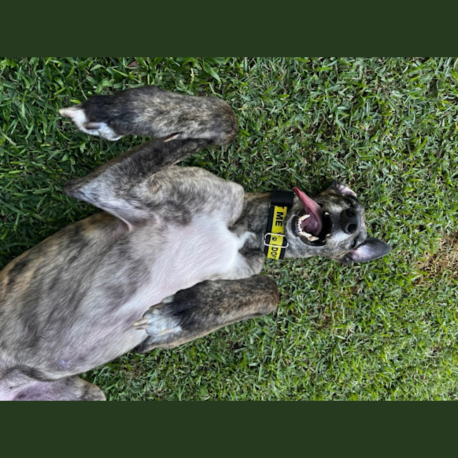 Photo of Bella