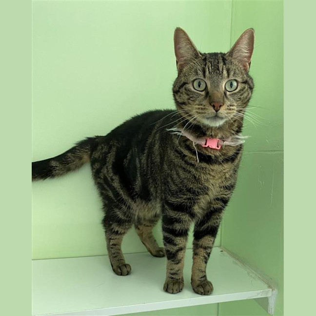 Photo of Biscuit
