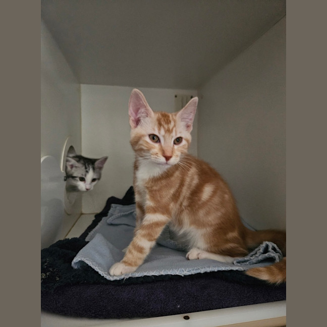 Photo of Tik