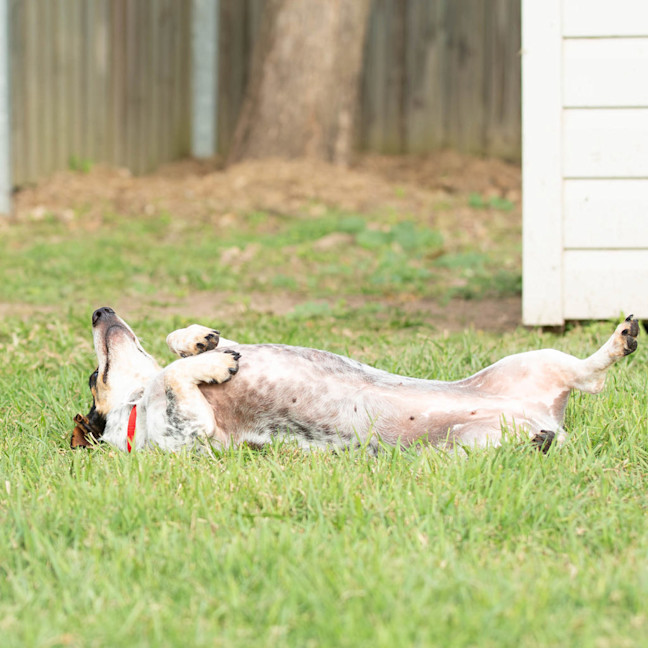 Photo of Pretzel