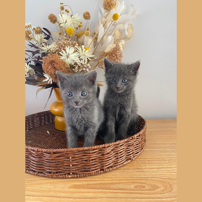 Photo of Harley & Harper