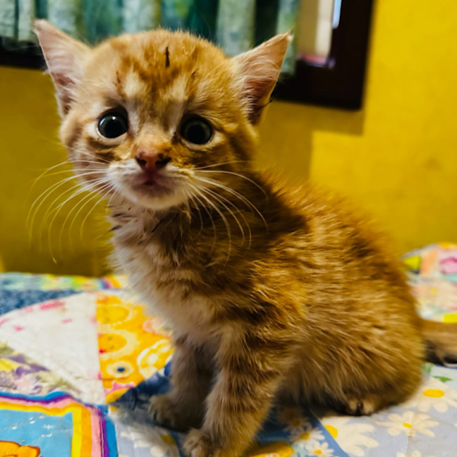 Photo of Broskie Tee