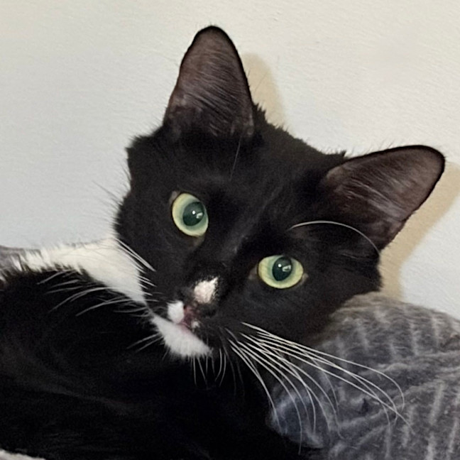 Photo of Whiskers