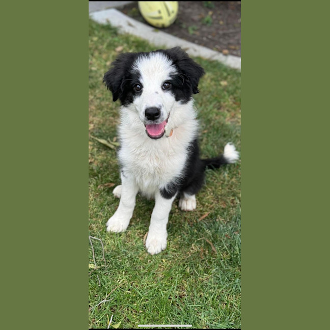 Photo of Bindi 