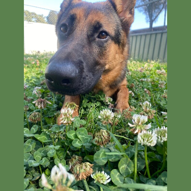Photo of Gypsy