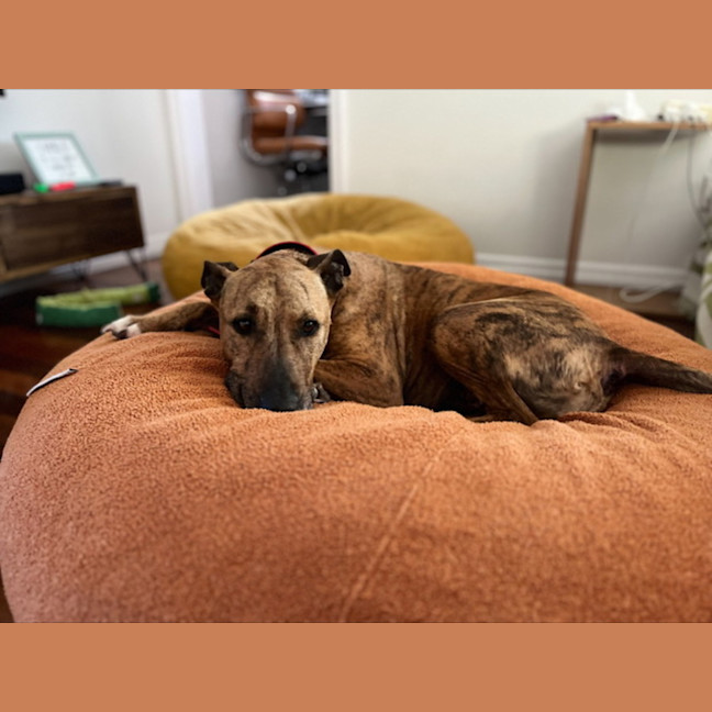Photo of Trigger