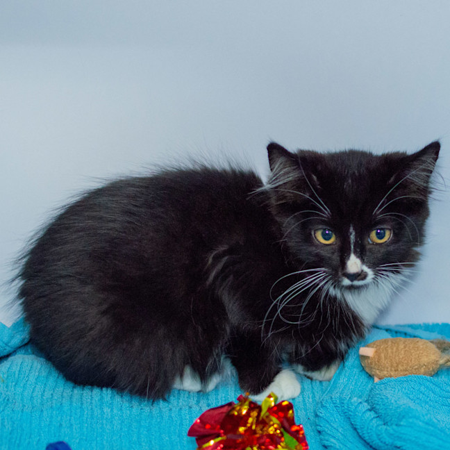 Photo of Berry