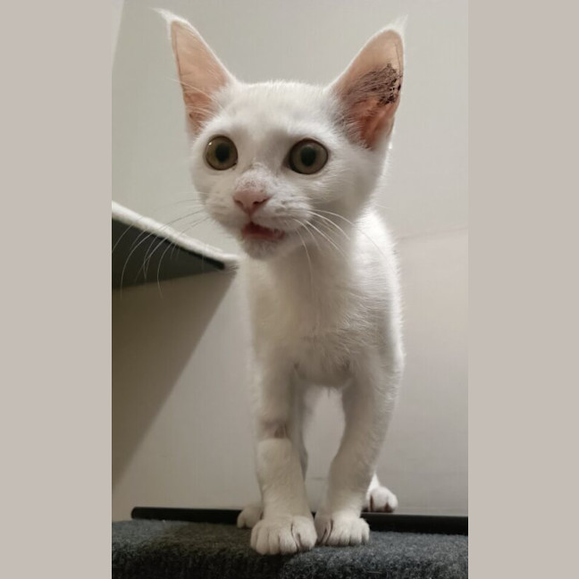 Photo of Possum