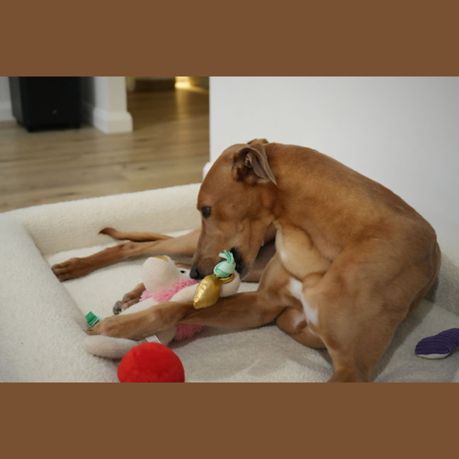 Photo of Gretel, The Greyhound