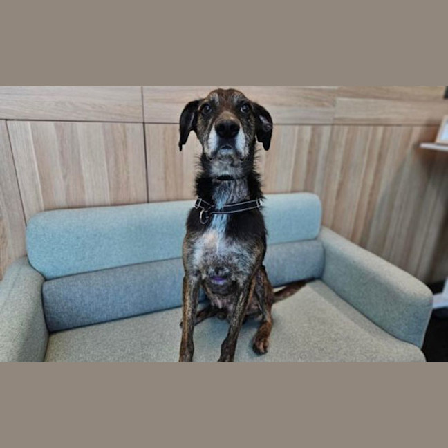 Photo of Atticus