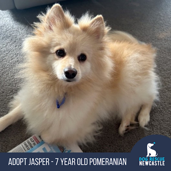 Photo of Jasper   7 Year Old Pomeranian (Trial)
