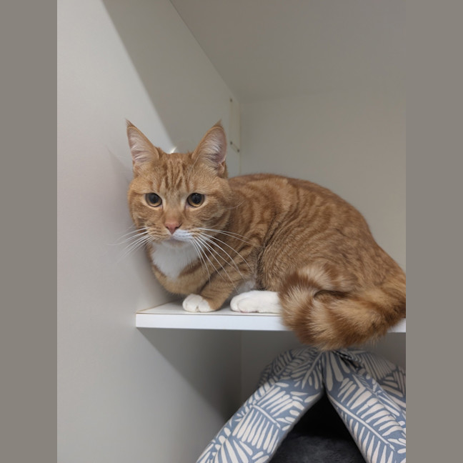 Photo of Waffle