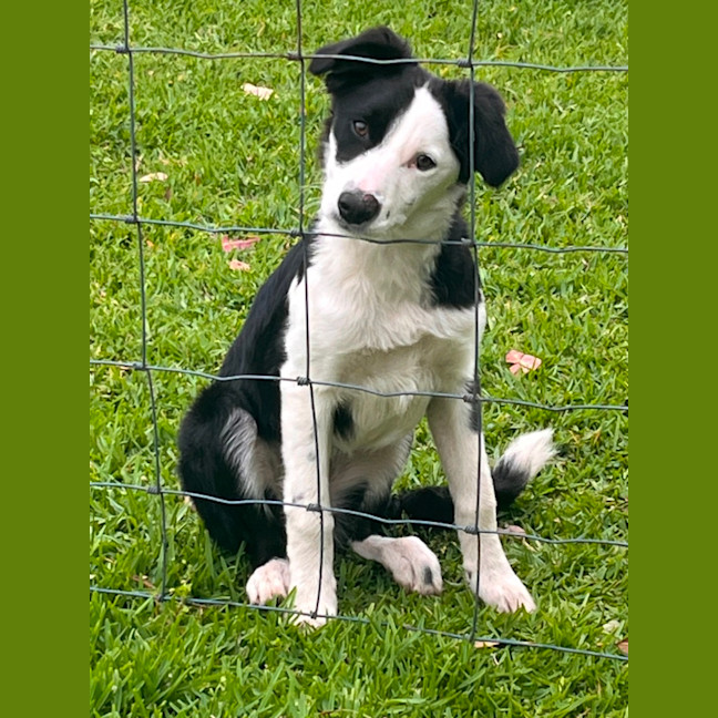 Photo of Coco   4 Month Old Border Collie