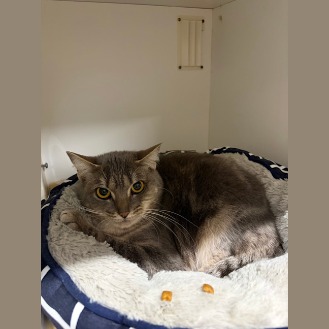 Photo of Sapphire