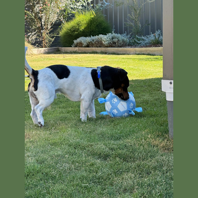 Photo of Snipper   3 Year Old Jack Russell
