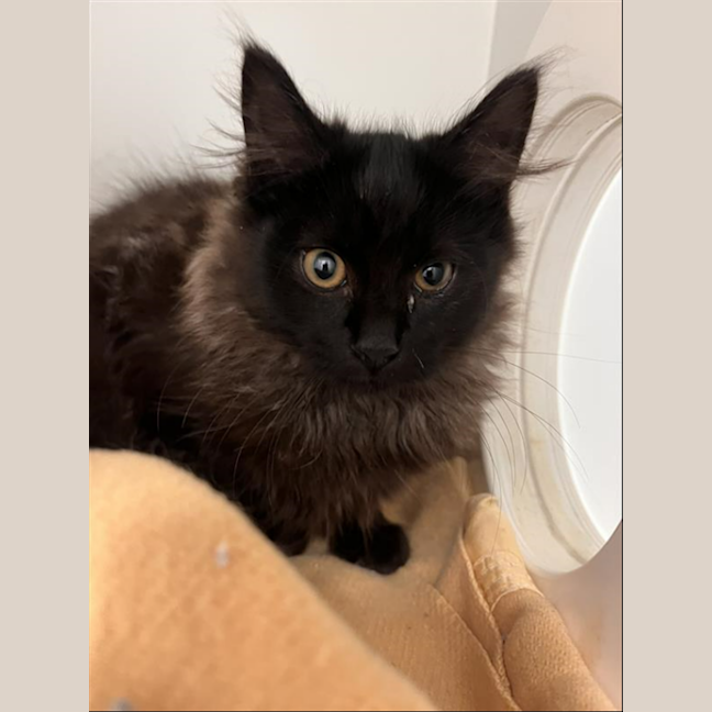 Photo of Lucky