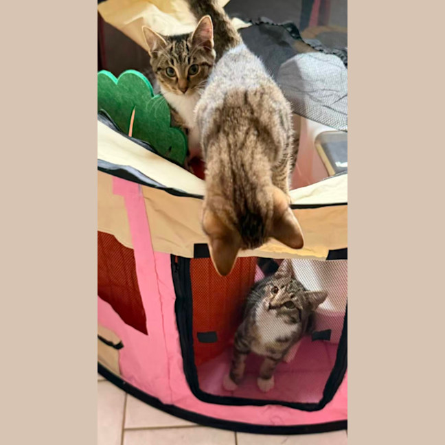 Photo of Waffle 🧇 