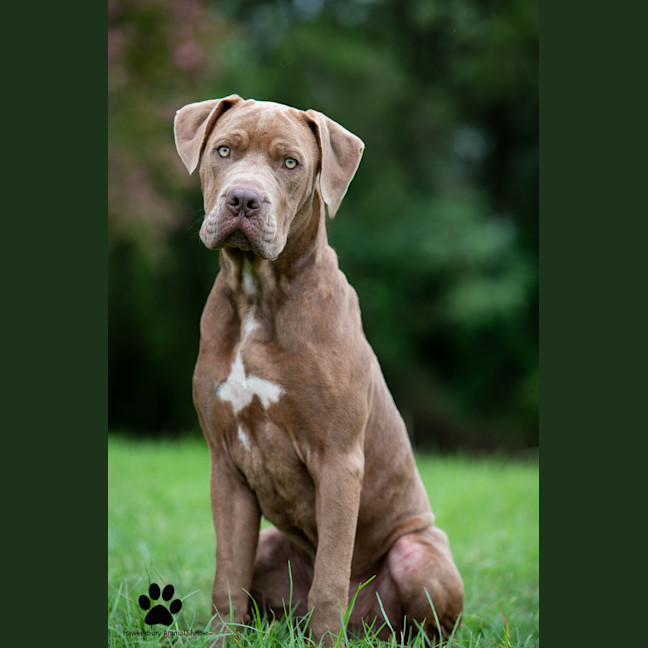 Photo of Tyson