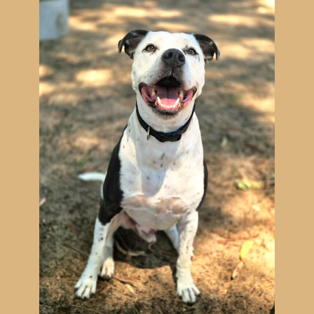 Photo of Diesel