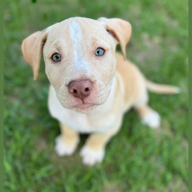 Photo of King George 