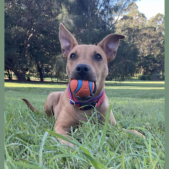 Photo of Buddy