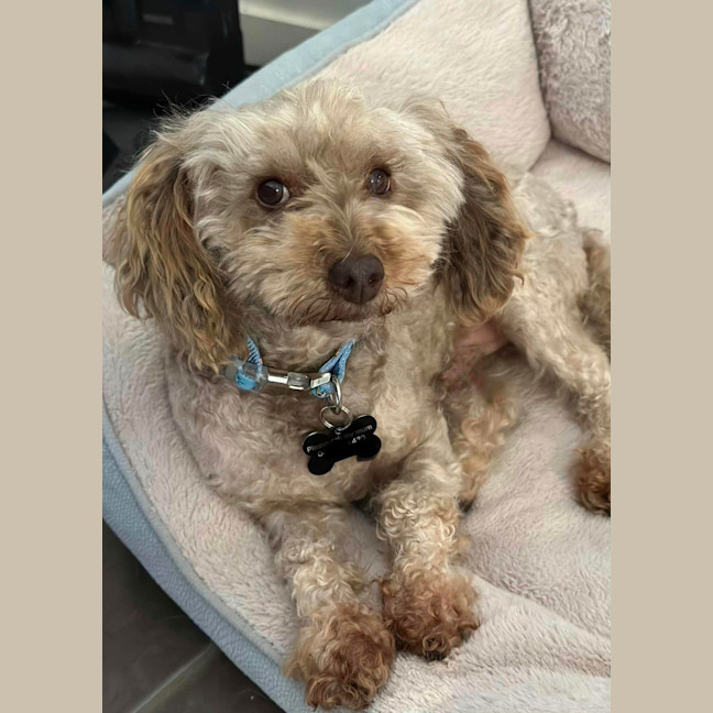 Photo of Romeo