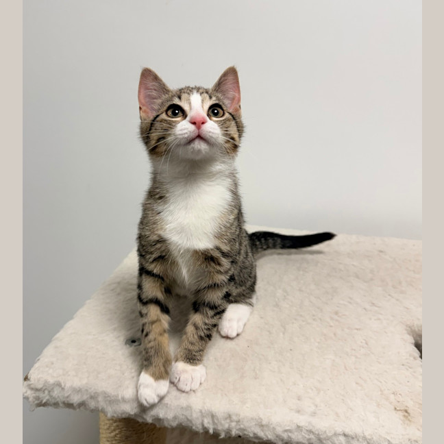 Photo of Frieren (Was Jovie)