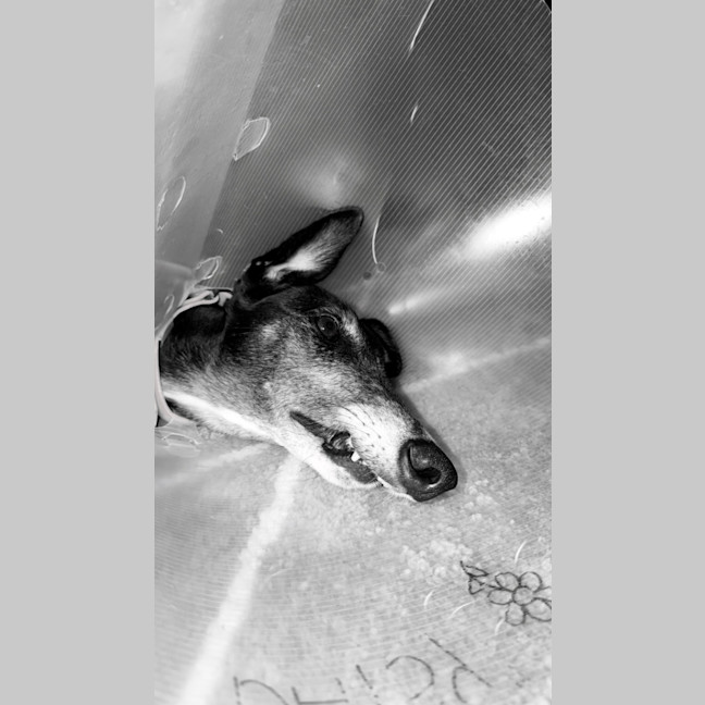 Photo of Cleo