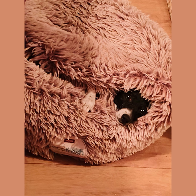 Photo of Pippa