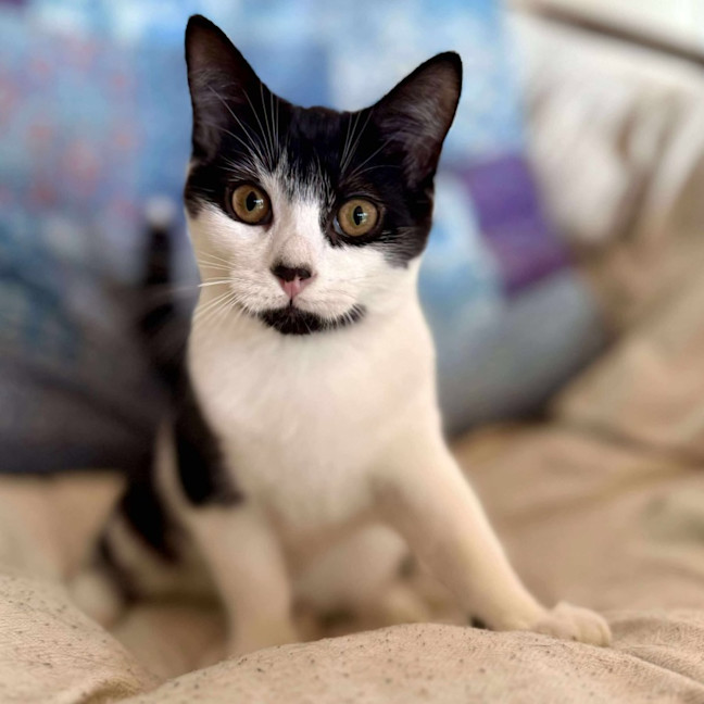 Photo of Sammy   Located In Eltham