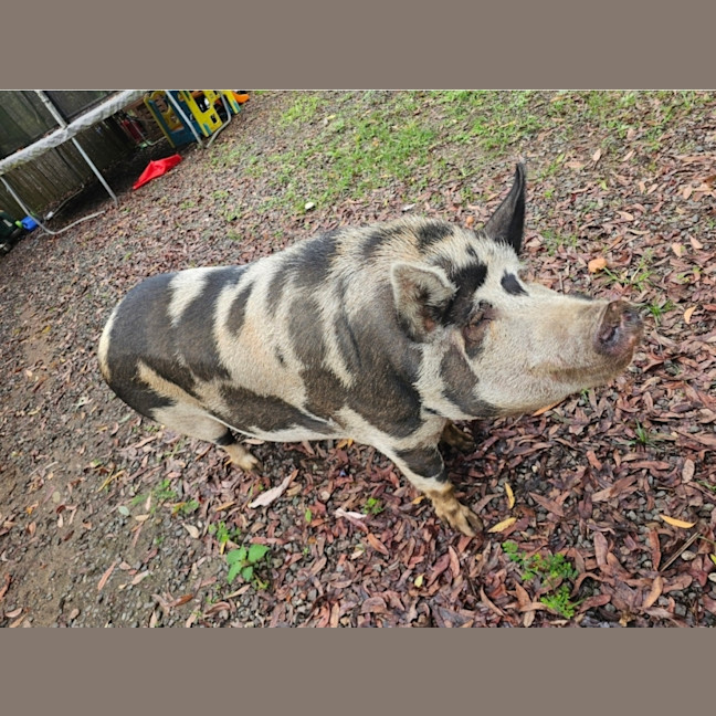 Photo of Pig Pig