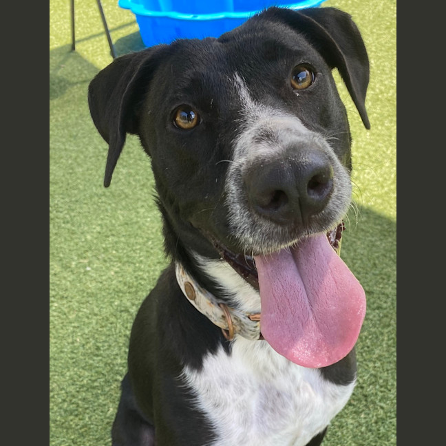Photo of Oreo