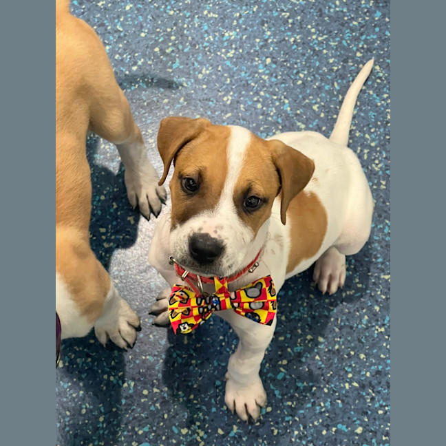 Photo of Dexter