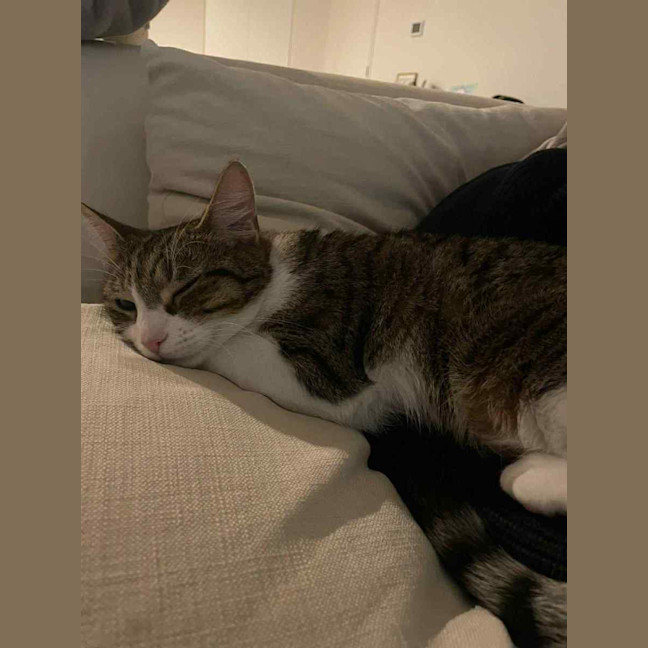 Photo of Zoe *9 Lives Project Rescue*