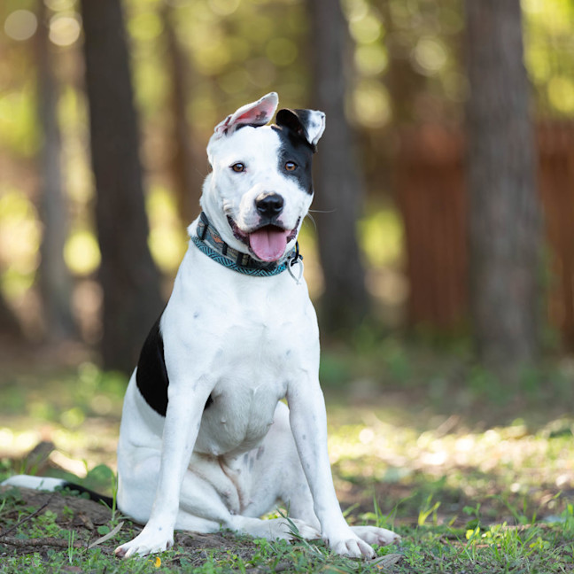 Photo of Nova