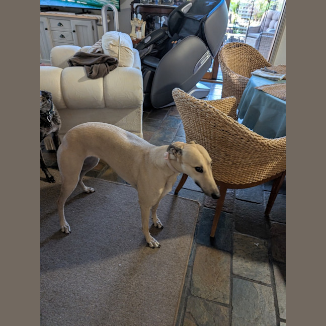 Photo of Blonde.  Nee Sharni 