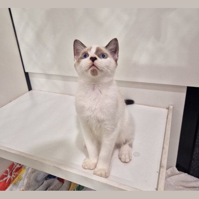 Photo of Mochi
