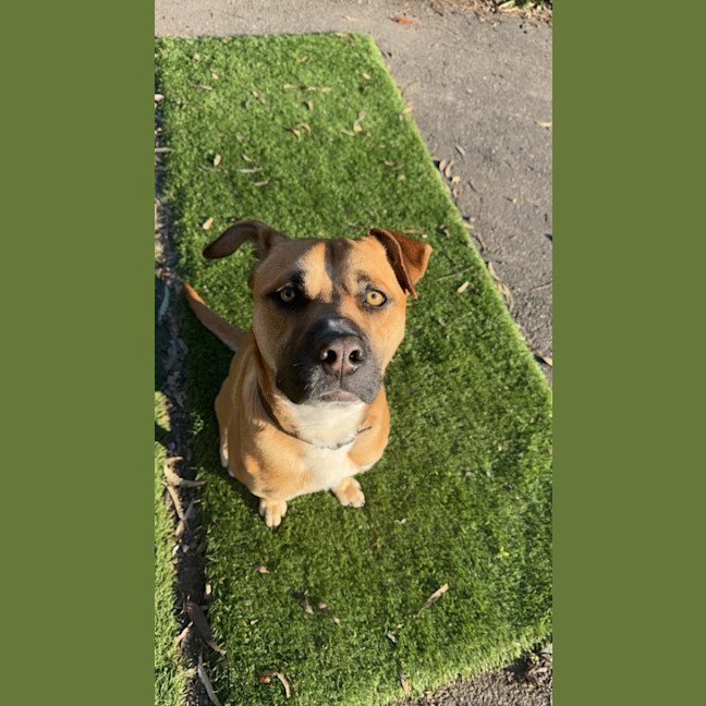 Photo of Boomer