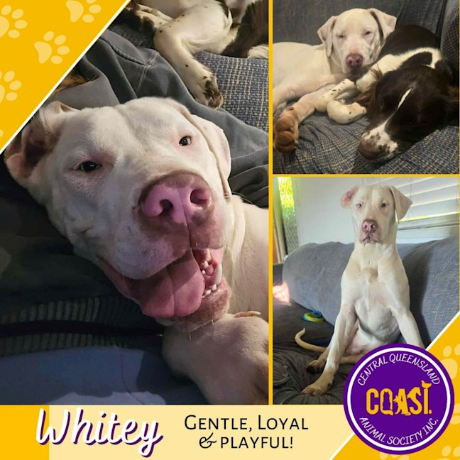 Photo of Whitey