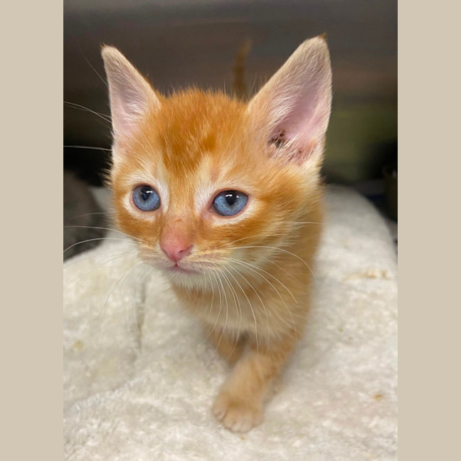 Photo of Fidget