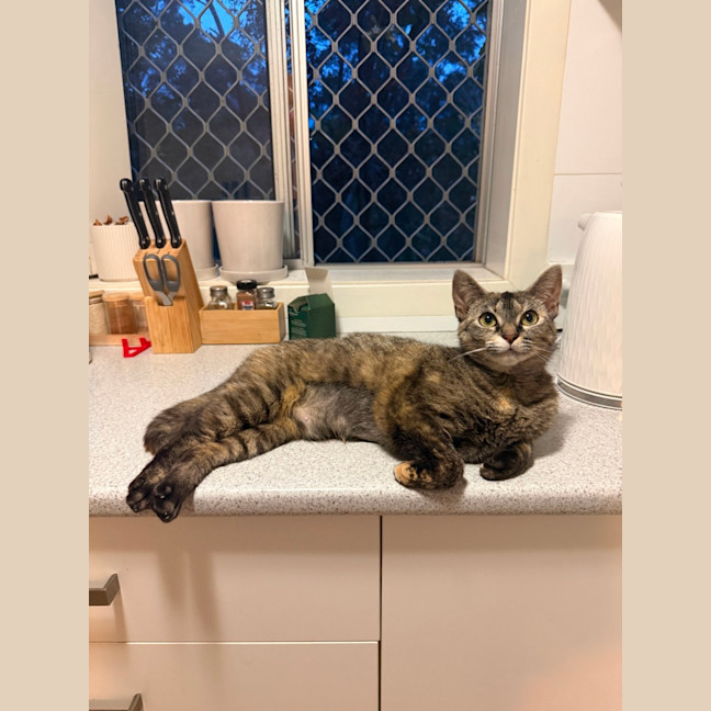 Photo of Pixie