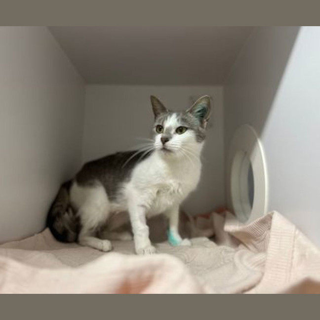Photo of Indy