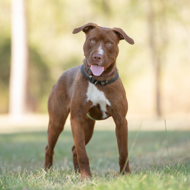 Photo of Daisy