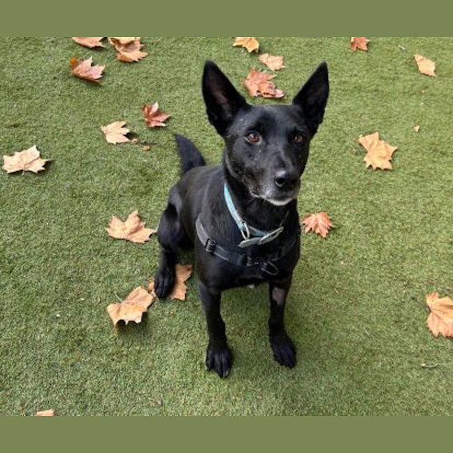 Photo of Buddy