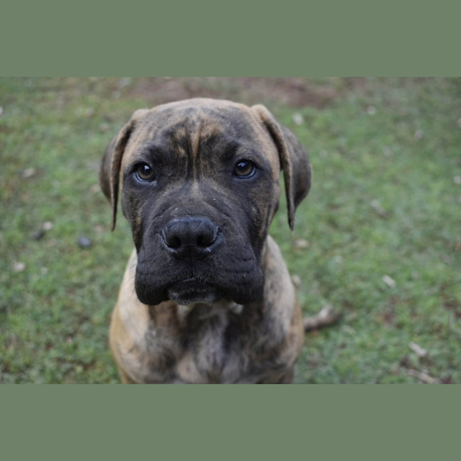 Photo of Cobber